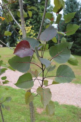 Populus deltoides 'Fuego' - topol bavlníkový - listy